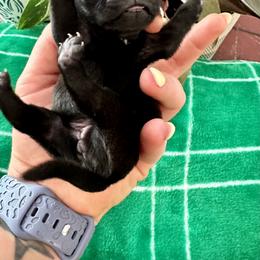Pug Puppies from Masters Pugs