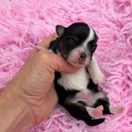 Panda - Black and tan female Chihuahua puppy in Franklin, North Carolina from A&J Cutie Pawtooties