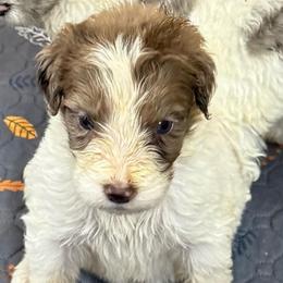 Daffodil - female Newfypoo puppy in San Antonio, Texas from Mammoth Doodles