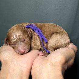 Purple Collar - Red  female Goldendoodle puppy in Palmetto Bay, Florida from SOMIDOODLES