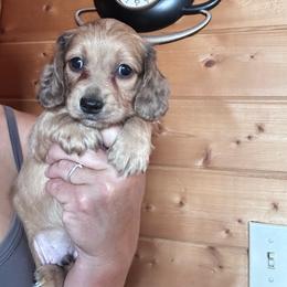 Boy 1 - Cream male Dachshund puppy in Cheyenne, Wyoming from Great Basin Hounds