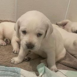 Boy 2 - Black male Labrador Retriever puppy in Hutto, Texas from Texas Bluebonnet Labs