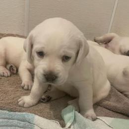 Boy 2 - Black male Labrador Retriever puppy in Hutto, Texas from Texas Bluebonnet Labs