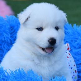Coachella - White female Siberian Husky puppy in Miami, Florida from Blue Moon Huskies