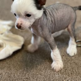 Chinese Crested Puppies from Willow Creek Cresteds, Riverview Doodles