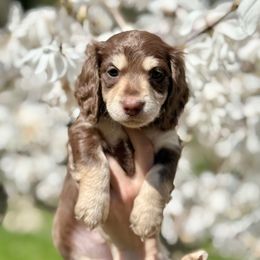 Bonnie - Chocolate and tan Dachshund puppy in North Branch, Michigan from Doxie View Acres