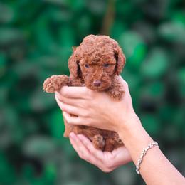 Kobe - Red  male Poodle puppy in Fort Myers, Florida from Blossom Paws