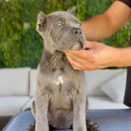 Tulip - Gray female Cane Corso puppy in Las Vegas, Nevada from LV3M Cane Corso