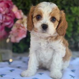 Spotty - Blenheim female Cavapoo puppy in Colorado Springs, Colorado from Shining Star Doodles