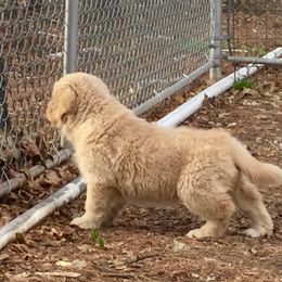 Golden Retriever Puppies from Tahnee Golden Retrievers