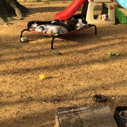 Australian Shepherd Puppies from Howell Aussies