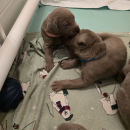 Labrador Retriever Puppies from Ellis Labs