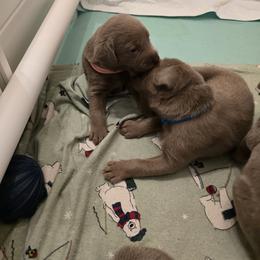 Labrador Retriever Puppies from Ellis Labs