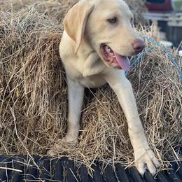 Labrador Retriever Puppies from Creekside Canines
