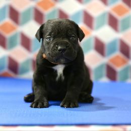 Gold Collar - Black male Cane Corso puppy in Lusby, Maryland from Coastal View Kennels