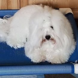 Lexi - Coton de Tulear
