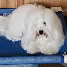 Lexi - Coton de Tulear