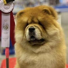 Boxers, Chow Chow, Doberman Pinschers, and Parson Russell Terriers from SouthFork Ranch