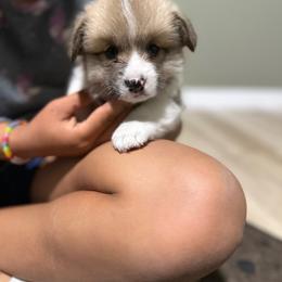 Chester - Red male Pembroke Welsh Corgi puppy in Urbana, Ohio from Edgewood Farm and Kennel