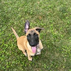 Belgian Malinois Puppies from Red Rocket Malinois