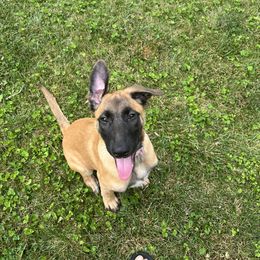 Belgian Malinois Puppies from Red Rocket Malinois