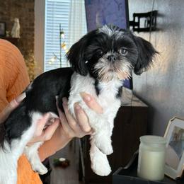 Oreo - Black and white male Shih Tzu puppy in Dallas, Texas from Almost Heaven Shih Tzu