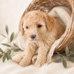 Huck - Apricot male Aussiedoodle puppy in Byron, Georgia from Southern Olive Doodles 🫒