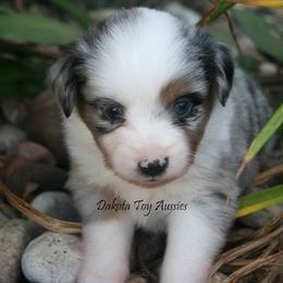Girl 2 - female Miniature Australian Shepherd puppy in Fairview, South Dakota from Dakota Toy Aussies