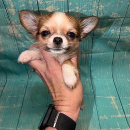 Luna - Red and white female Chihuahua puppy in Palmyra, Indiana from Country Star Chihuahuas