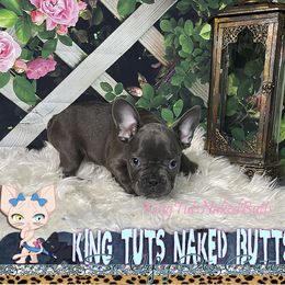 Girl 2 - Blue French Bulldog puppy in Macon, Georgia from OoLaLa Frenchies
