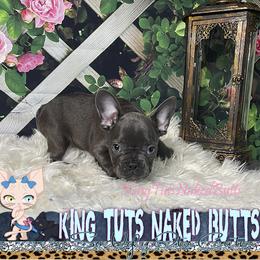 Girl 2 - Blue French Bulldog puppy in Macon, Georgia from OoLaLa Frenchies
