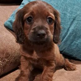 GIrl - Sable Cockapoo puppy in Mena, Arkansas from Ouachita River Cockapoos