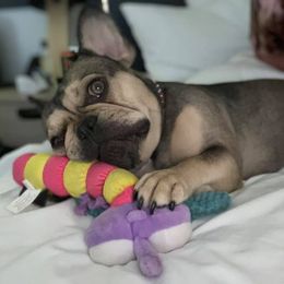 French Bulldog Puppies from Lavish Bullyz