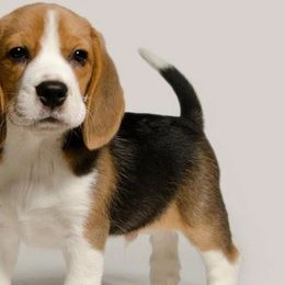 Beagles and Harriers from WolfRun Beagles