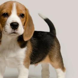 Beagles and Harriers from WolfRun Beagles
