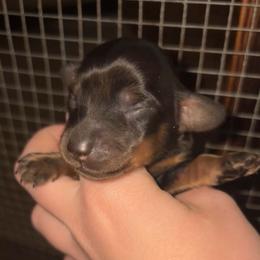 Boy 3 (Russian lines) - Black and tan male Dachshund puppy in Goldthwaite, Texas from Mini Mama Dachshunds