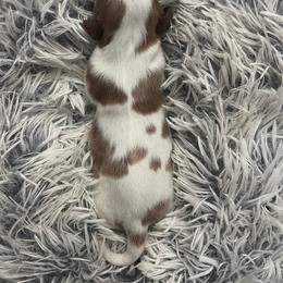 Fred - Blenheim male Cavalier King Charles Spaniel puppy in Eastvale, California from Furever After Cavaliers