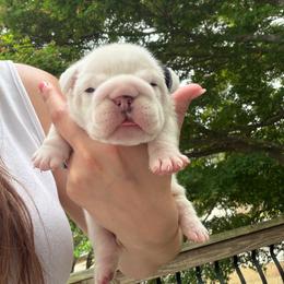 Casper - White male Bulldog puppy in Aiken, South Carolina from Hayzlett Family English Bulldogs
