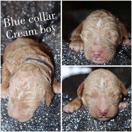 Cream boy - Cream male Whoodle puppy in Smallett, Missouri from Leshas Whoodles