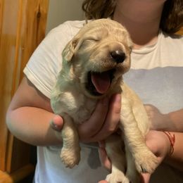 Goldendoodle Puppies from Island Doodles of Maine