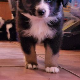German Shepherd and Miniature Australian Shepherd Puppies from Stephanie Jennings