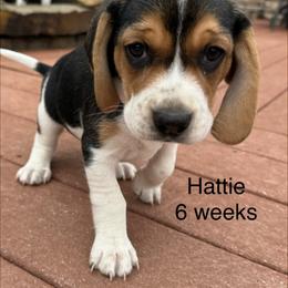 Hattie AKC - Black tan and white female Beagle puppy in Rogersville, Missouri from Hales Little Beagle Haven