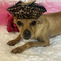 Red Rosie - Chihuahua