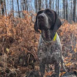 German Shorthaired Pointers from Halestorm Kennel
