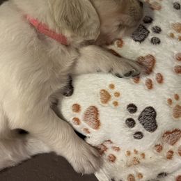 Golden Retriever Puppies from Avalon English Retrievers