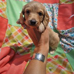 Dachshund Puppies from Boot Scootin Pups