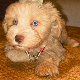 Gracie - Wheaten female Miniature Schnauzer puppy in Texas from Blue Rose's Schnauzers