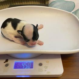 Eli - Black and white male Chihuahua puppy in Red Bluff, California from Aye Chihuahua