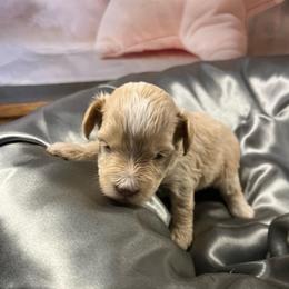 Sofia - Wheaten female Miniature Schnauzer puppy in Norman, Oklahoma from Priscilla's Miniature Schnauzers