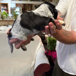Aka Bull name can be changed by buyer - Piebald male Dachshund puppy in Deltona, Florida from Alicia’s Adorable Dachshunds